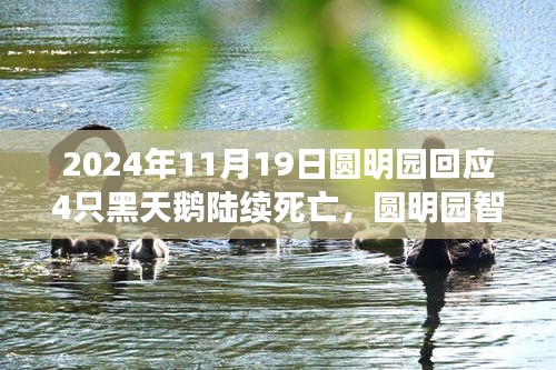圓明園黑天鵝死亡事件揭秘，智能生態(tài)監(jiān)測系統(tǒng)下的科技守護(hù)與挑戰(zhàn)