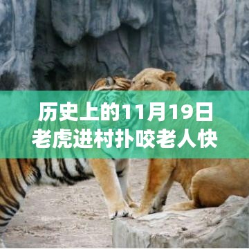 驚魂時刻與英勇脫險，猛虎進村襲擊老人，快速拉門化險為夷的傳奇故事