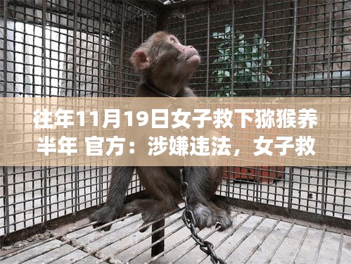 女子救助獼猴半年后面臨法律困境，動物救助行為與法律邊界的探討