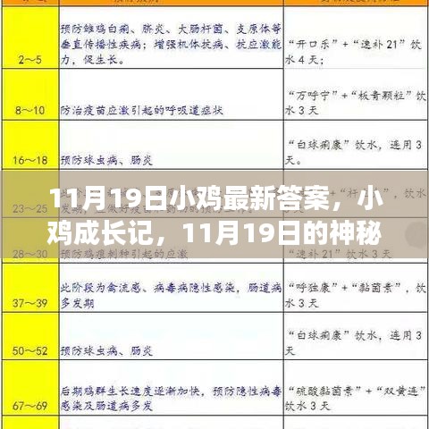 小雞成長記，神秘答案揭曉與友情之旅的啟程（11月19日最新）