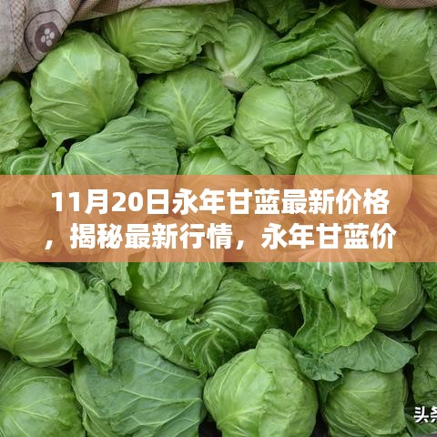 永年甘藍(lán)最新價(jià)格揭秘，行情走勢(shì)分析與趨勢(shì)預(yù)測(cè)（11月20日更新）