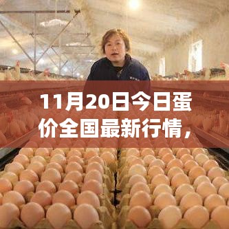 全國(guó)最新蛋價(jià)行情分析與展望，11月20日蛋價(jià)更新