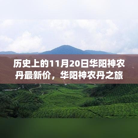 華陽神農(nóng)丹之旅，探尋歷史價(jià)格與自然美景，尋找內(nèi)心的寧靜與和諧