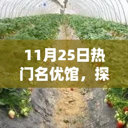 揭秘?zé)衢T名優(yōu)館的獨(dú)特魅力，探索未知領(lǐng)域的精彩之旅（11月25日）