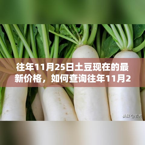 往年11月25日土豆價格查詢指南，如何獲取詳細價格及查詢步驟