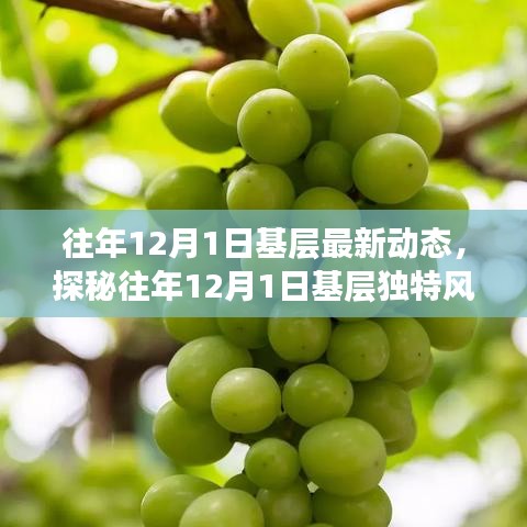 揭秘往年12月1日基層動態(tài)，巷弄深處的獨特風情與隱藏瑰寶