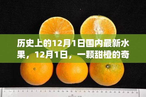 暖心故事，甜橙奇遇記——紀(jì)念歷史上的12月1日國內(nèi)最新水果