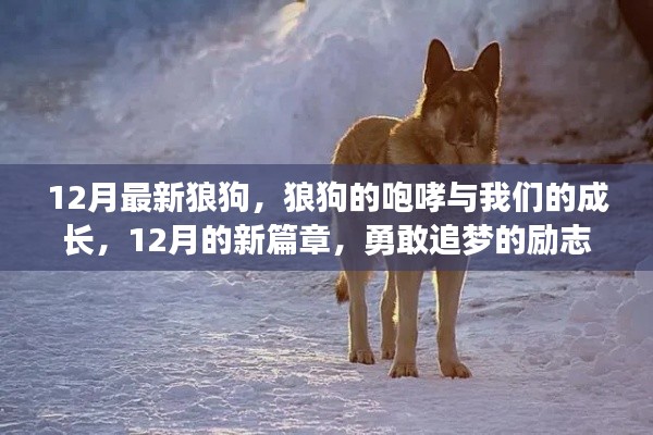 12月狼狗咆哮，勵志成長之旅，勇敢追夢的新篇章