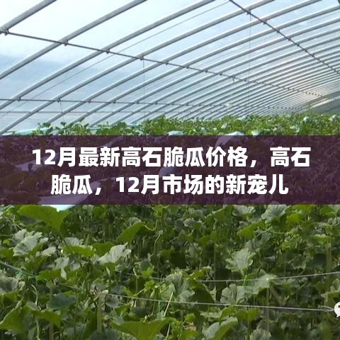 12月高石脆瓜價(jià)格與市場(chǎng)熱度揭秘，新寵兒的魅力所在