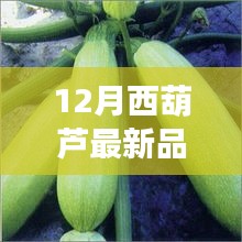 12月西葫蘆新品全面解析，特性、使用體驗與目標(biāo)用戶分析