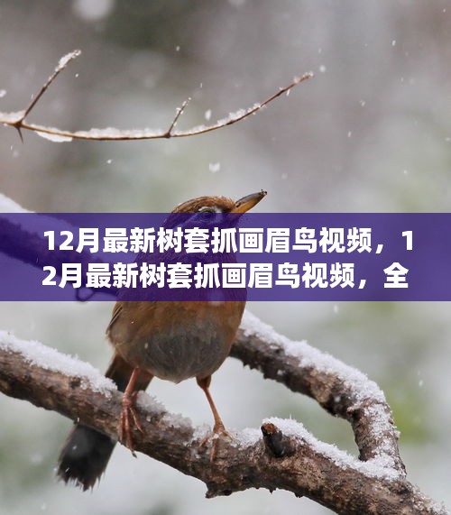 最新樹套抓畫眉鳥視頻，全面評(píng)測(cè)與介紹指南