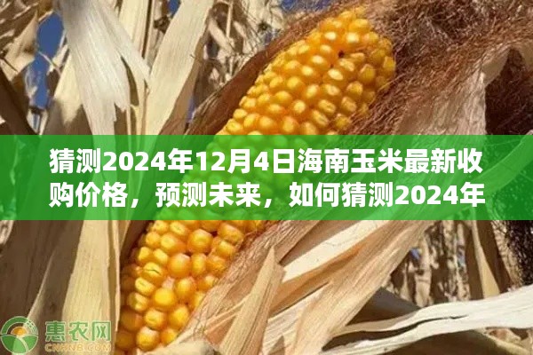 揭秘未來，海南玉米最新收購價格預(yù)測報告（至2024年12月4日）