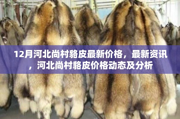 河北尚村貉皮最新價格動態(tài)及分析，12月最新資訊與價格分析