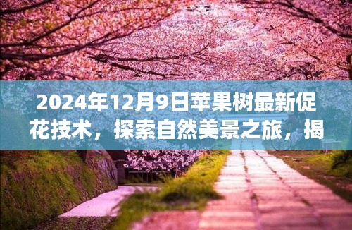 揭秘蘋果樹促花新技巧，探索自然美景之旅與內心的寧靜平和之道（最新技術分享）