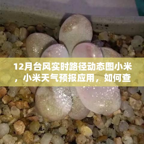 小米天氣預(yù)報(bào)應(yīng)用，如何查看十二月臺(tái)風(fēng)實(shí)時(shí)路徑動(dòng)態(tài)圖