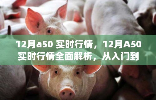 12月A50實(shí)時(shí)行情解析與交易指南，入門到進(jìn)階的全面指導(dǎo)