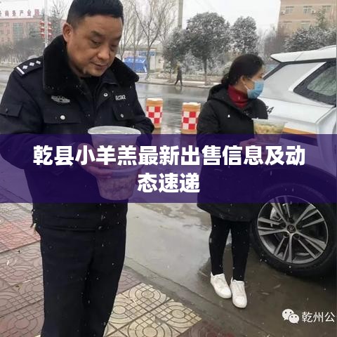 乾縣小羊羔最新出售信息及動態(tài)速遞