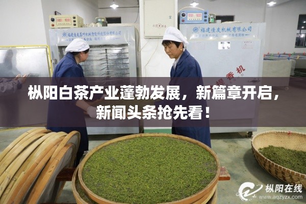 樅陽白茶產(chǎn)業(yè)蓬勃發(fā)展，新篇章開啟，新聞頭條搶先看！