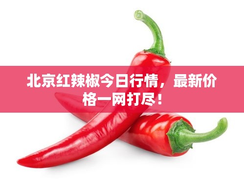 北京紅辣椒今日行情，最新價格一網(wǎng)打盡！
