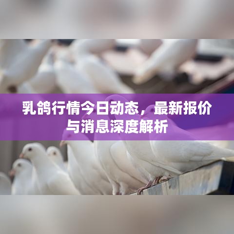 乳鴿行情今日動(dòng)態(tài)，最新報(bào)價(jià)與消息深度解析