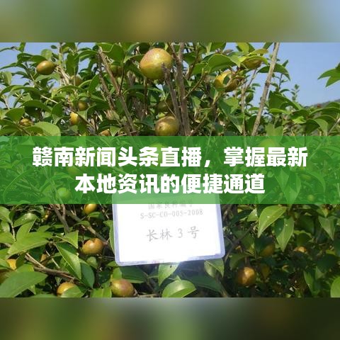 贛南新聞頭條直播，掌握最新本地資訊的便捷通道