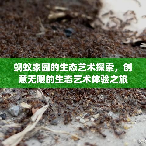 螞蟻家園的生態(tài)藝術(shù)探索，創(chuàng)意無限的生態(tài)藝術(shù)體驗(yàn)之旅