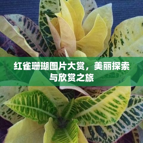 紅雀珊瑚圖片大賞，美麗探索與欣賞之旅
