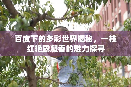 百度下的多彩世界揭秘，一枝紅艷露凝香的魅力探尋