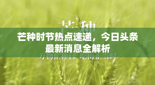 芒種時節(jié)熱點速遞，今日頭條最新消息全解析