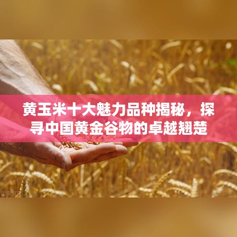 黃玉米十大魅力品種揭秘，探尋中國黃金谷物的卓越翹楚