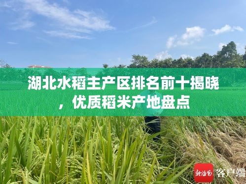湖北水稻主產(chǎn)區(qū)排名前十揭曉，優(yōu)質(zhì)稻米產(chǎn)地盤點(diǎn)