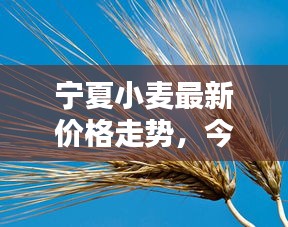 寧夏小麥最新價(jià)格走勢(shì)，今日行情動(dòng)態(tài)速遞