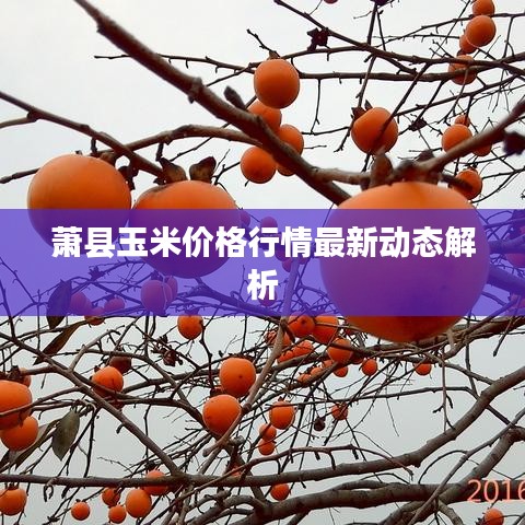 蕭縣玉米價格行情最新動態(tài)解析