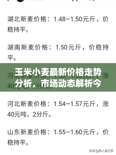 玉米小麥最新價格走勢分析，市場動態(tài)解析今日行情