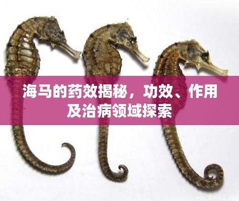 海馬的藥效揭秘，功效、作用及治病領(lǐng)域探索