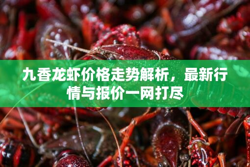 九香龍蝦價格走勢解析，最新行情與報價一網(wǎng)打盡