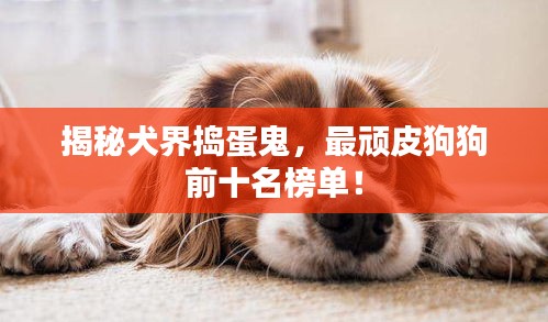 揭秘犬界搗蛋鬼，最頑皮狗狗前十名榜單！