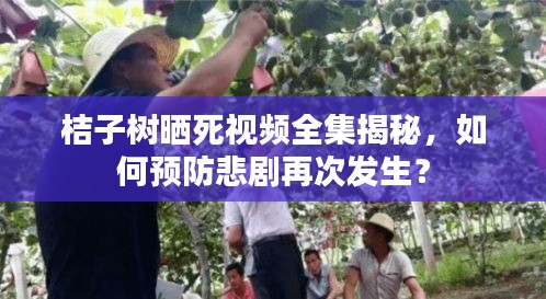 桔子樹曬死視頻全集揭秘，如何預(yù)防悲劇再次發(fā)生？