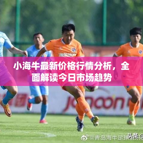 小海牛最新價格行情分析，全面解讀今日市場趨勢